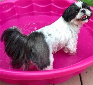 Shih Tzu Double Colors
